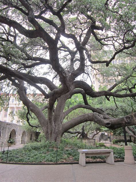 12 Live Oak San Antonio Attractions: A Mustsee Guide