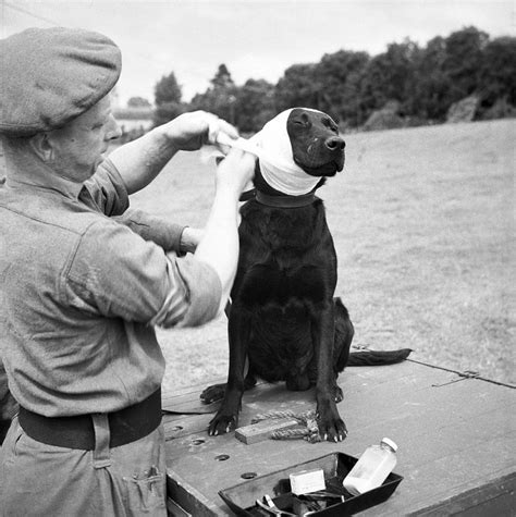 A Brief History Of British Army Dogs In World War 1 Julius K9 Uk