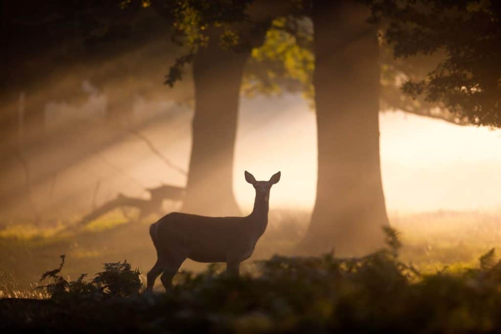 Are Deer Nocturnal Myth Or Real