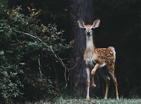 Are Deer Nocturnal Or Just Really Good At Hide And Seek