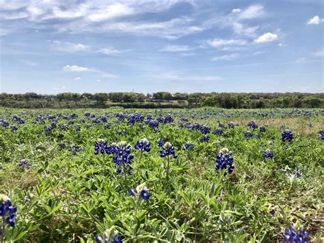 Best Place To View Wildflowers In Cedar Park Cedar Park Texas Living