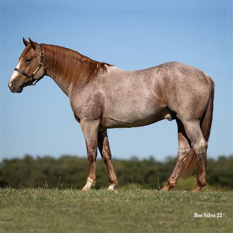 Bet Hesa Shiner Stallion Register Directory