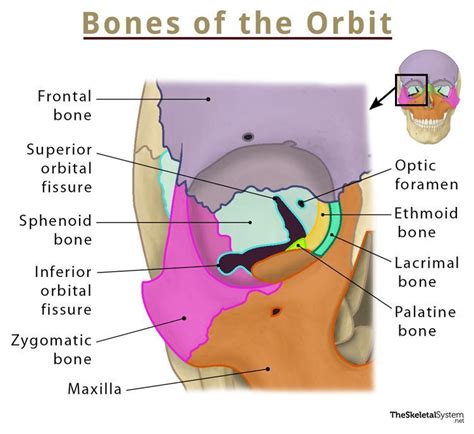 Bones Of Orbital Cavity