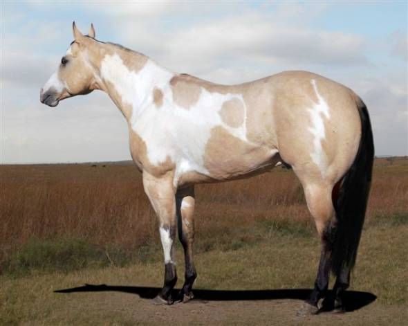 Buckskin Horse For Sale Colorado Sammie Curtin