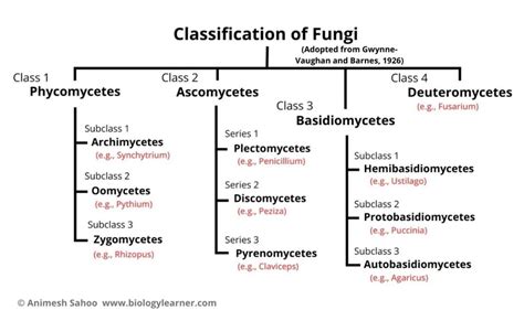 Classifications Of Fungi Boundless Biology