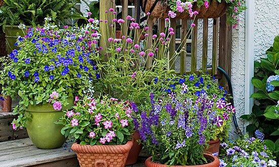 Container Gardening Unleash Your Green Thumb The Ultimate Guide To