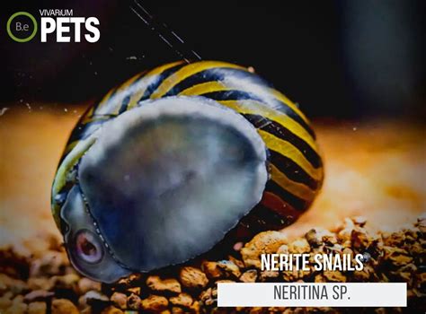 Design The Ultimate Neritina Tirigata Guide Now