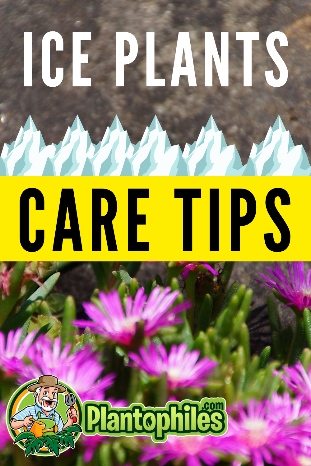 Discover Ice Plants Care 101 The Ultimate Guide To Mastering The Art