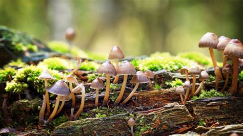 Do Fungi Have A Nucleus Some Of The Interesting Facts Sciencequery