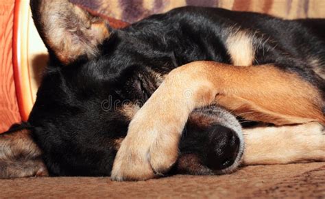 Dog Covering Nose Stock Image Image Of Cover Sleepy 22964007