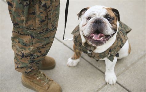 Dogs In The Marines