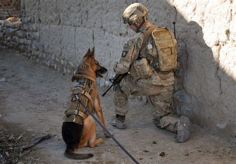 Dogs In Warfare News