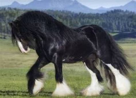 Gypsy Vanner Horses For Sale Colorado Kyra Gillespie