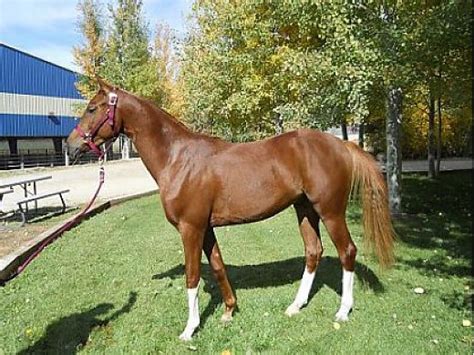 Horses For Sale In Colorado