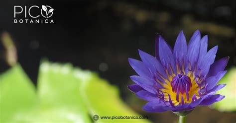 How Blue Lotus Flower May Enhance Lucid Dreams Picobotanica