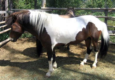 Icelandic Horses For Sale