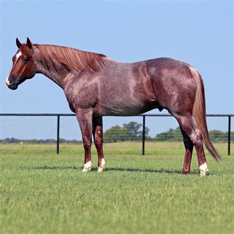 Liquid Courage 72 Stallion Register Directory