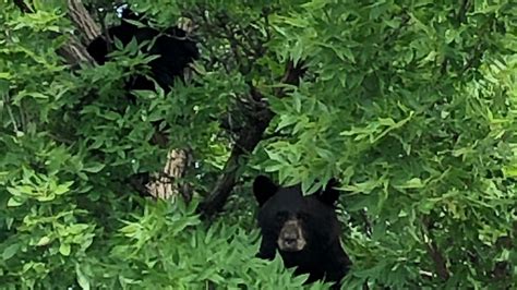 Littleton Bears Sow Cub Spotted Near Ken Caryl Middle School 9News Com