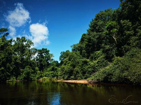 Lynches River Florence County Sc River Outdoor South Carolina