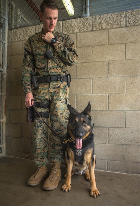 Marine Corps Dog Handler