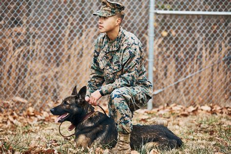 Military Dog Handler Requirements