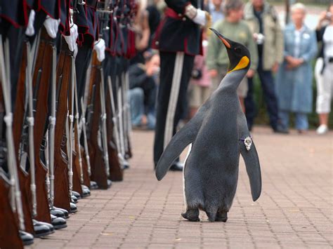 Military Mascots