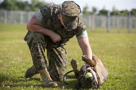 Military Working Dog Handler Cpl Hunter Gullick Okinawa Marines