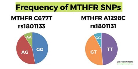 Mthfr Genetic Test C677t And A1298c Variants Measured Greenwich Dx Sports Labs