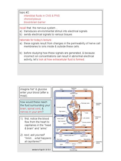 Neurobiology Physiology And Behavior Pdf Cerebrospinal Fluid