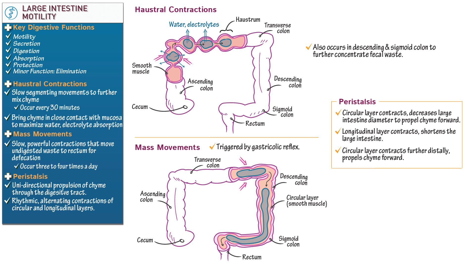 Physiology What Do They Do