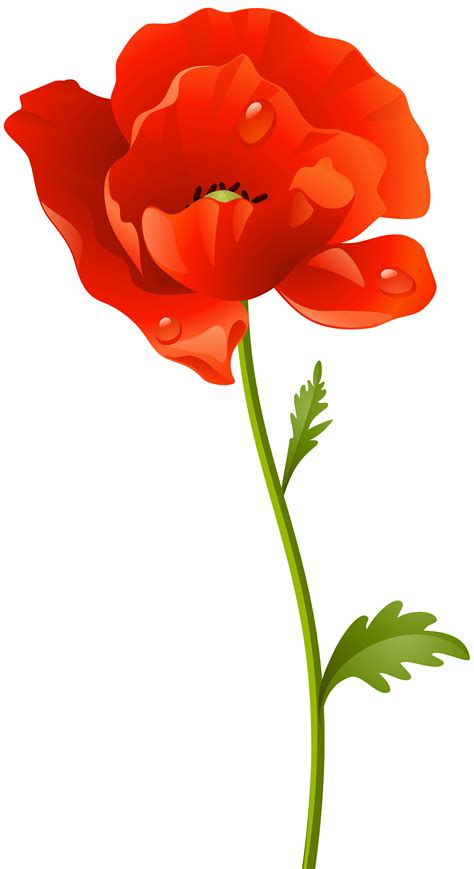 Poppy Flower Clipart Png Clip Art Library