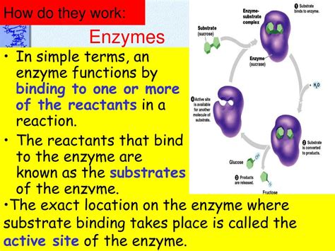 Ppt Enzymes Powerpoint Presentation Free Download Id 4283724