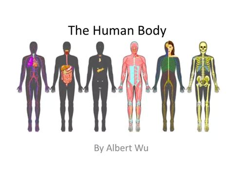 Ppt The Human Body Powerpoint Presentation Free Download Id 3790967