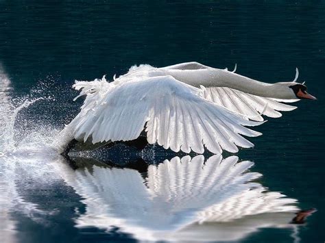 Ride A White Swan Water Fly Swan Bird Hd Wallpaper Peakpx