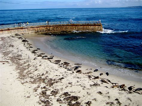 Seal Beach San Diego