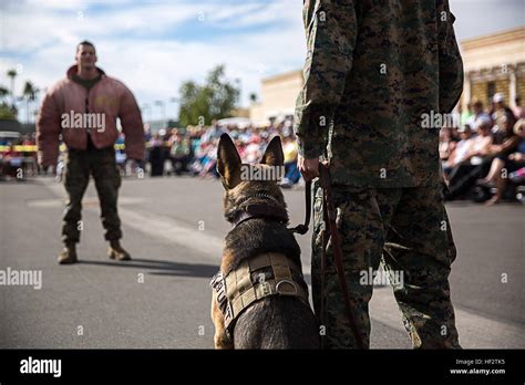 Sgt Andrew Kowtko A K 9 Dog Handler With Marine Corps Air Station