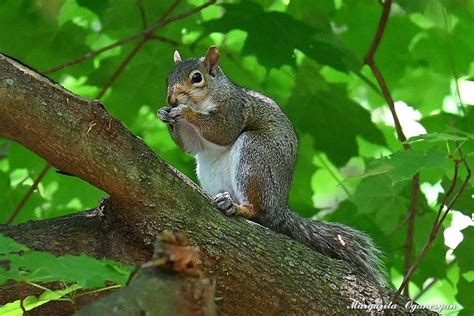 Tenafly Nature Center Margarita Oganesyan Flickr