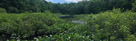 Tenafly Nature Center Pfister S Pond Yellow Trail New Jersey 22