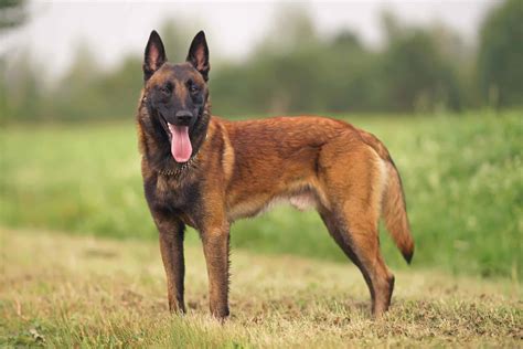 The Belgian Malinois: 10+ Military's Top Dog Facts Unveiled