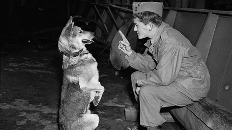 The Dogs Of War Dogs In Warfare Dogs In Wwii Youtube