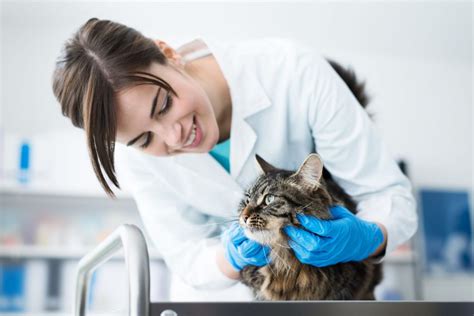 The Top Benefits Of Becoming A Veterinarian Technician