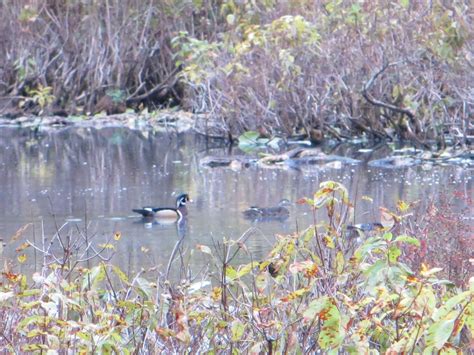 Tm Gallery Tenafly Nature Center Morning