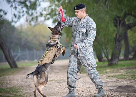 Training Dogs In The Military