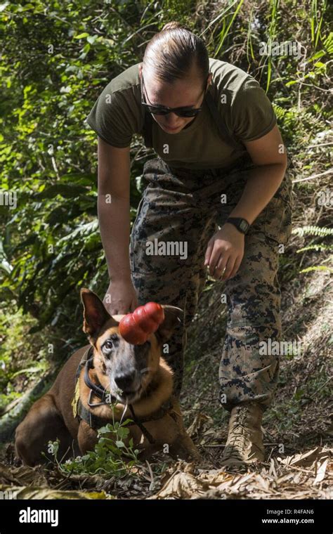 U S Marine Cpl Jenna Cauble Dog Handler With Provost Marshalls