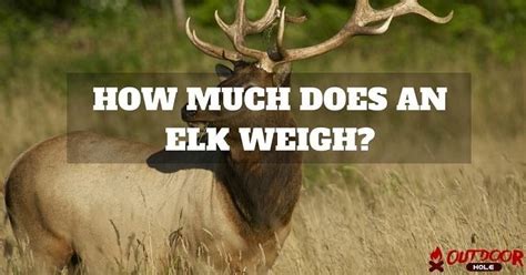 Ultimate Guide: How To Weigh An Elk Perfectly