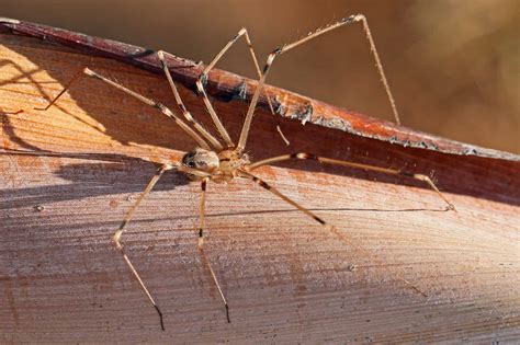 Ultimate Guide To Designing Giant Afghan Spider Art