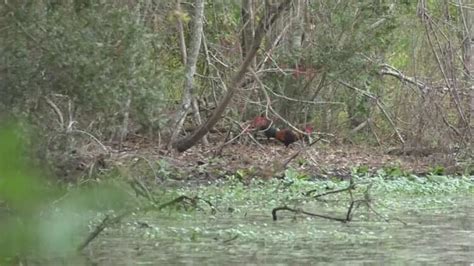 Wake Up Call Lunatic Rooster Destroying Peace In Argyle Forest