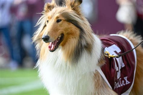 What Does Reveille Mean