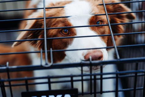 What To Look For In Boarding Kennel Insurance Petprofessional